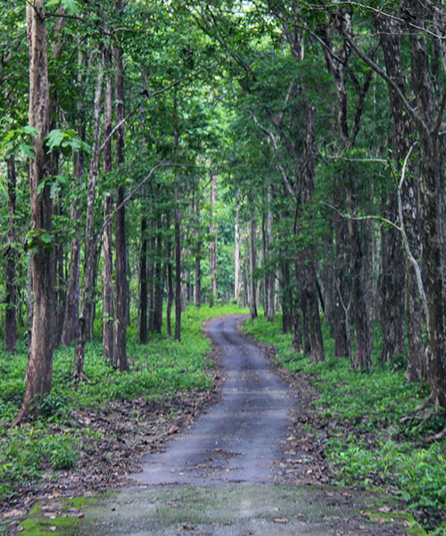 Mahananda Wildlife Sanctuary